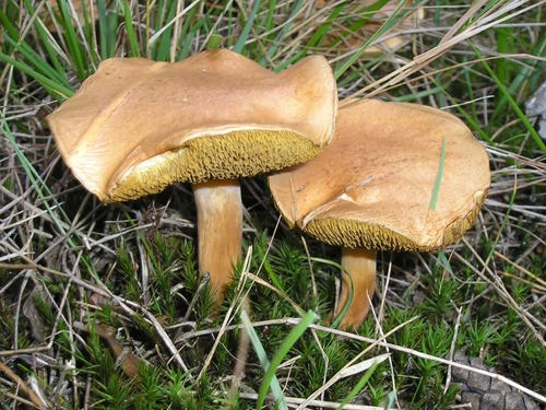 Ложные двойники маслят: как распознать токсичный гриб