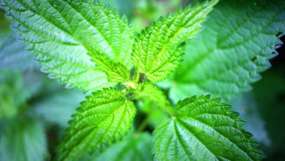 Такая полезная трава - Nettle.jpg