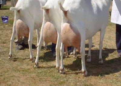 Австралийские сырные козы меняем на пиво в Японию - 0.jpg