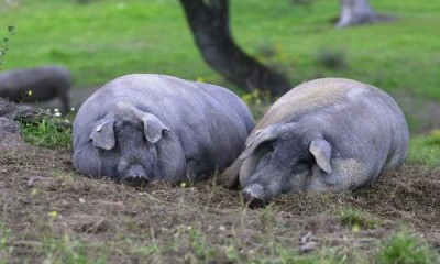 Учёные выяснили, почему люди предпочитают мясо овощам - 5.jpg