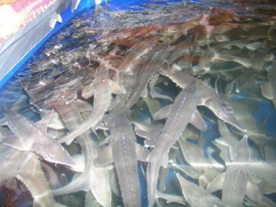 Морепродукты из высотки: вертикальные рыбные фермы Сингапура - 8.jpg