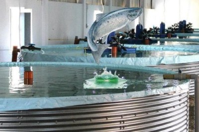 Морепродукты из высотки: вертикальные рыбные фермы Сингапура - 10.jpg