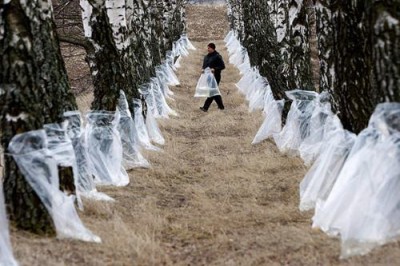 Я в весеннем лесу пил берёзовый сок  - 10.jpg