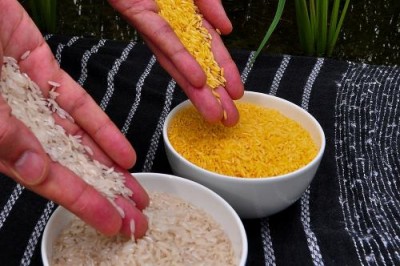 Отредактированные культуры не ГМО? - 8.jpg