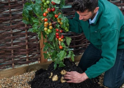 Tomtato – химерное растение, покорившее Австрию - 9.JPG