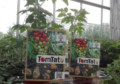 Tomtato – химерное растение, покорившее Австрию - 10.jpg