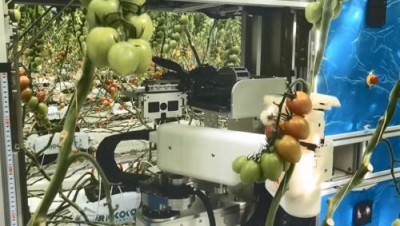 Помидоры будут собирать роботы. Правда, пока только в Японии - 10.jpg