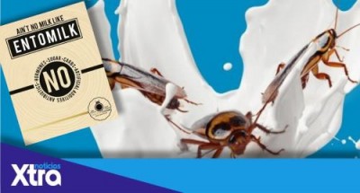 Тараканье молоко или entomilk: создаётся новый суперпродукт? - 9.JPG