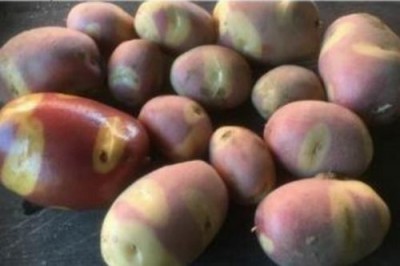 В Голландии представлены новые сорта картофеля, на любой вкус и цвет - 8.jpg
