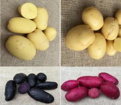 В Голландии представлены новые сорта картофеля, на любой вкус и цвет - 9.JPG