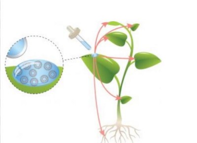 Питание растений будут обеспечивать с помощью нанотехнологий - 9.JPG