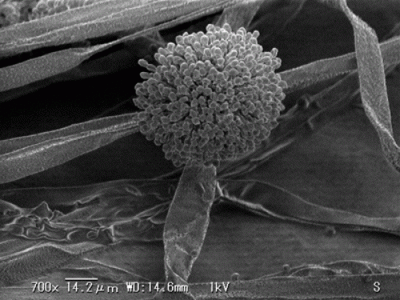 Споры Aspergillus oryzae - Aspergillus oryzae.gif