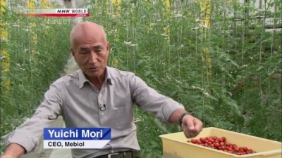 В ОАЭ переняли японский опыт, и начали выращивать томаты по плёночной технологии - 8.jpg