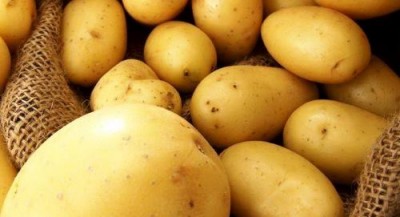 В Германии вывели устойчивый к болезням универсальный сорт картофеля - 10.jpg