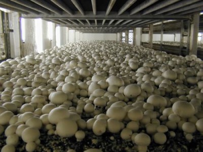 Мы едим грибы, а грибы поедают пластик - 7.jpg