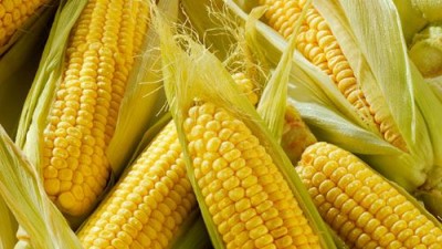 Кукурузная независимость: американская кукуруза может погубить российскую - 10.jpg