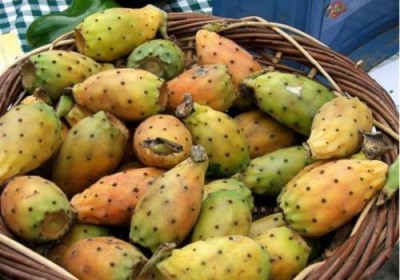 Опунция: новый суперпродукт или сельскохозяйственное недоразумение? - 10.jpg