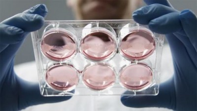 Куриные наггетсы из нескольких клеток: Just открывает поставки в рестораны - 7.jpg