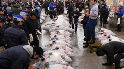 В Токио открылся новый рыбный рынок - 8.jpg