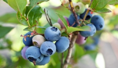 Суперпродукты для самосада: ваше здоровье с вашей грядки - 7.jpg