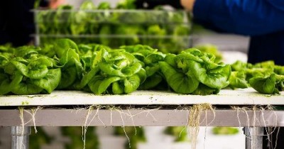 Киберфермерство: мир захватят искусственное мясо и беспочвенные фермы - 10.jpg