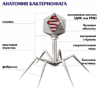 Как остановить ожирение без диет? Молекула «miR-26» с этим справится - 9.JPG