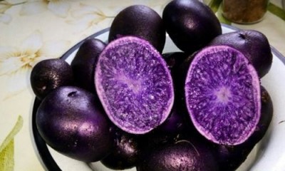 Картофель с фиолетовой мякотью: скоро на всех дачах Беларуси - 10.jpg