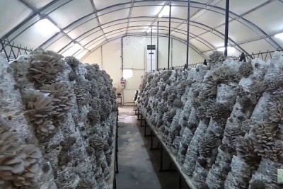 Свежие российские овощи под угрозой: тепличным хозяйства отказано в помощи - 7.jpg