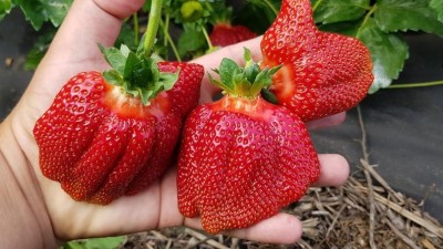 Как выбрать вкусную и полезную клубнику - 10.jpg