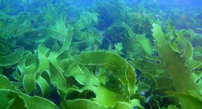 Съедобные водоросли блокируют коронавирус в разы эффективнее лекарств - 7.jpg