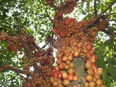 Экзотические овощи и фрукты - 32_2_unusual-fruits-14.jpg