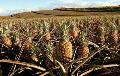 Пищевой консервант из ананаса продляет срок годности продуктов - 8.jpeg