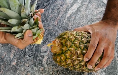 Пищевой консервант из ананаса продляет срок годности продуктов - 9.jpeg