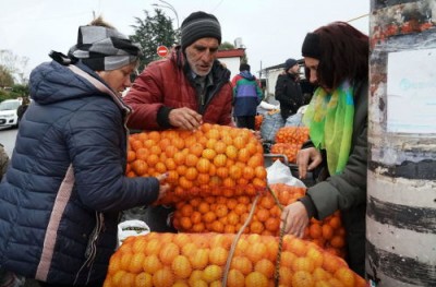 Как выбрать к Новому году правильные абхазские мандарины - 7.jpg