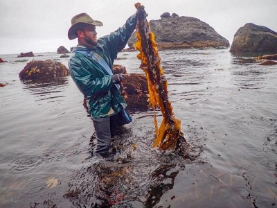 Салат из сорняка: полезна ли водоросль вакаме и салат чука из неё? - 7.jpg