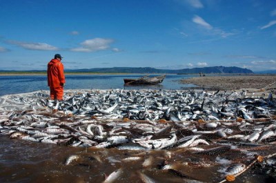 Красная рыба: краснеет от красителей, питания или стыда? - 7.jpg