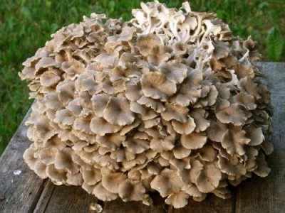 Какие продукты являются лучшими источниками витамина D - 9.jpg