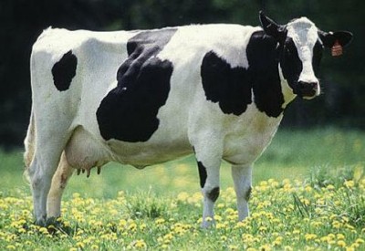 Генетически модифицированные КОРОВЫ - cow_2250306b.jpg