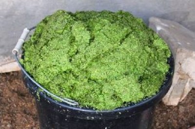 Для растительных аналогов мяса и сыра найден новый источник белка - 9.jpg