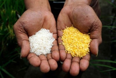 На Филиппинах одобрили ГМО-рис, лечащий детскую слепоту - 9.jpg