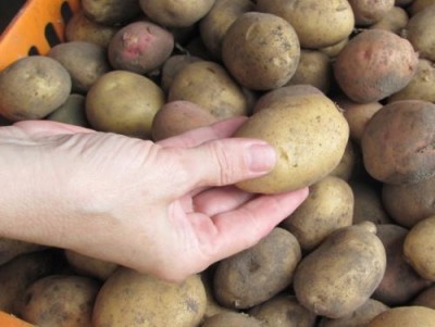 Картофель: как правильно выбрать, чтобы был вкусный и хранился долго - 8.jpg