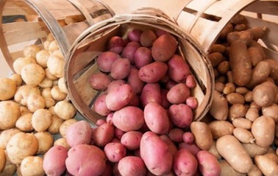 Картофель: как правильно выбрать, чтобы был вкусный и хранился долго - 10.jpg