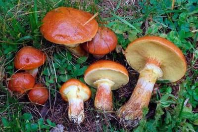 Пока бесплатны дикоросы: ТОП-5 грибов, которые могут заменить мясо - 9.jpg