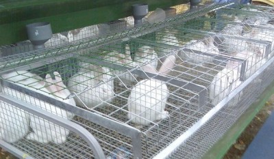 Крольчатина: сколько нужно вырастить в год кроликов на семью - 9.jpg