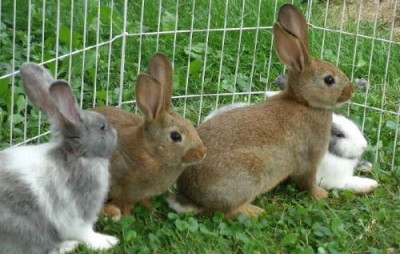 Крольчатина: сколько нужно вырастить в год кроликов на семью - 10.jpg