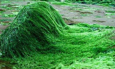 Копчёный лосось из водорослей спирулины, мясо из конопли: весёлые аналоги? - 8.jpg
