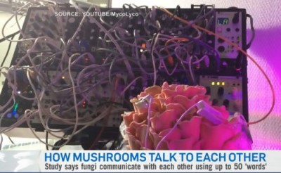 Поэтому грибы отсутствуют в рационе многих народов? Учёные обнаружили способность грибов разговаривать - 7.jpg