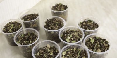 Осиновый чай: учёные Технопарка Югры разработали чай из осиновых листьев - 10.jpg