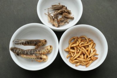 Школьное меню в Уэльсе расширили продуктами из насекомых - 8.jpg