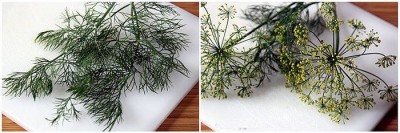 Вкусные хрустящие огурчики: простой рецепт для занятых людей - 6.jpg